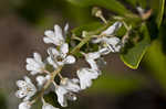 Buckwheat tree <BR>Black titi